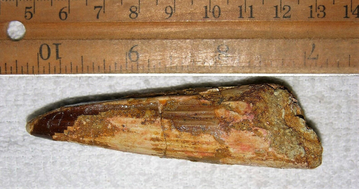 Spinosaurus Tooth 3 Inches Long Real Dinosaur Fossil