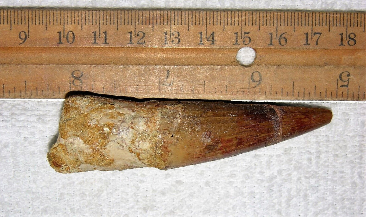 Spinosaurus Tooth 3 Inches Long Real Dinosaur Fossil
