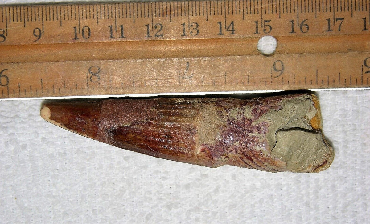 Spinosaurus Tooth 3 Inches Long Real Dinosaur Fossil