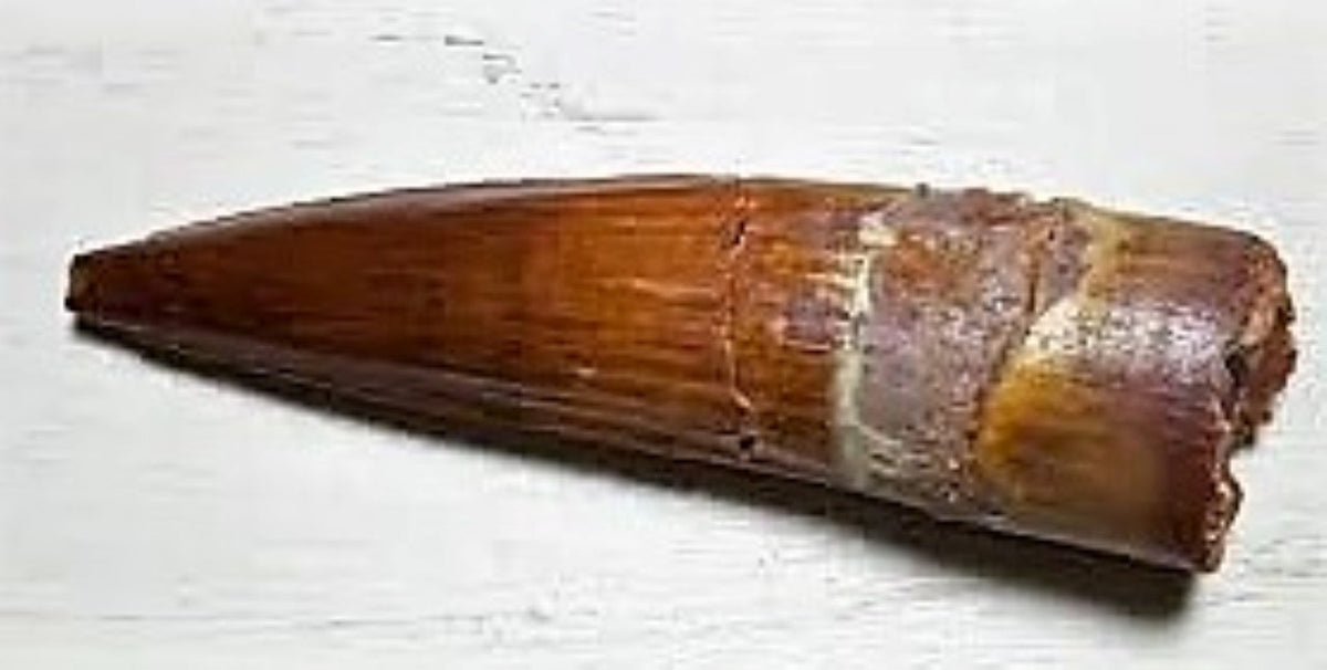 Spinosaurus Tooth 3 Inches Long Real Dinosaur Fossil