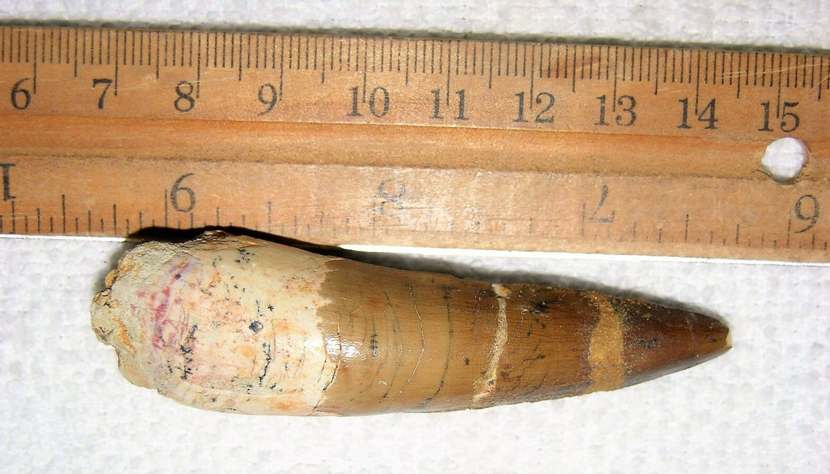 Spinosaurus Tooth 3 Inches Long Real Dinosaur Fossil