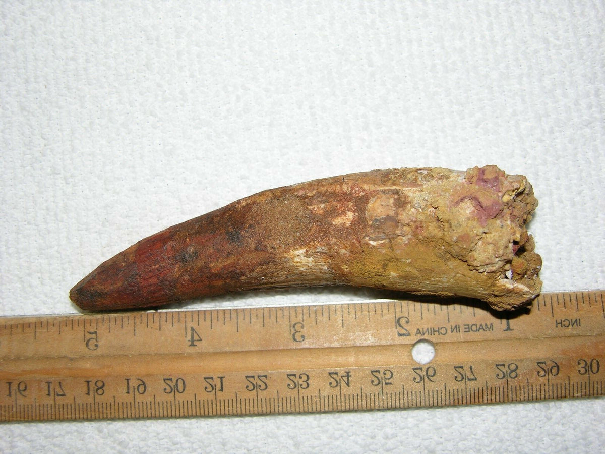 Spinosaurus Tooth Large 4 Inches Long Real Dinosaur Fossil