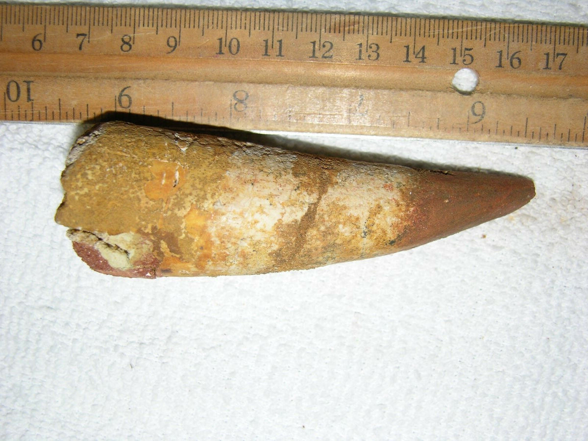 Spinosaurus Tooth Large 4 Inches Long Real Dinosaur Fossil