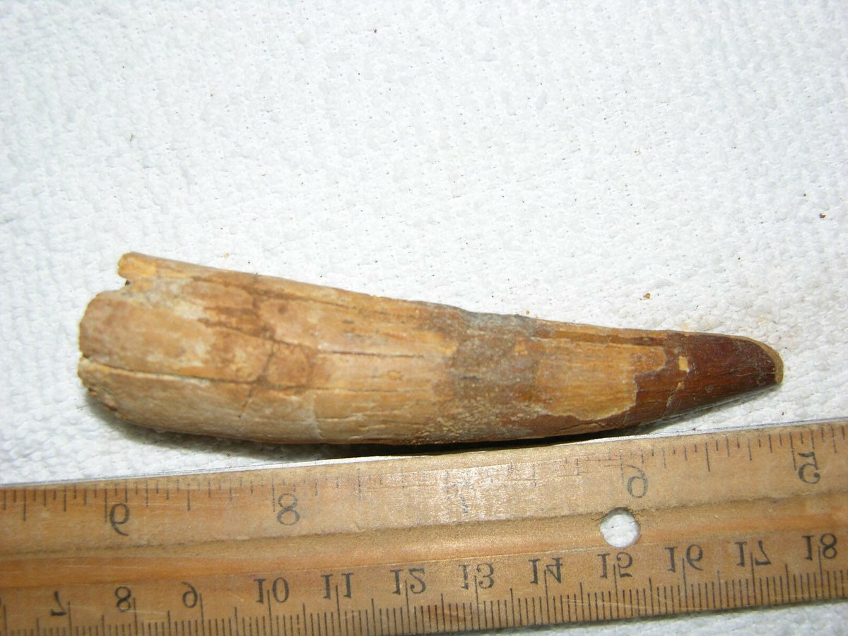 Spinosaurus Tooth Large 4 Inches Long Real Dinosaur Fossil
