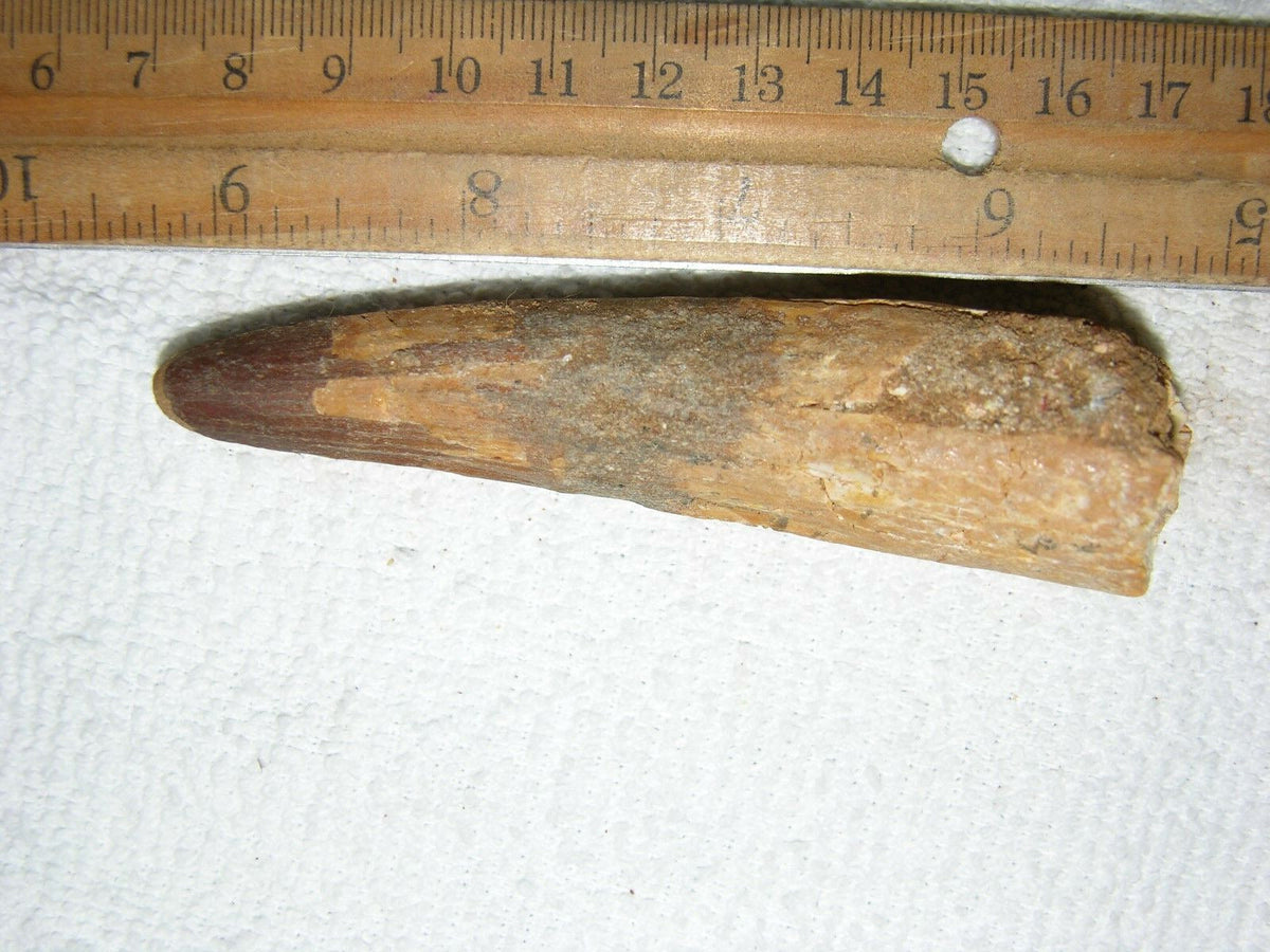 Spinosaurus Tooth Large 4 Inches Long Real Dinosaur Fossil