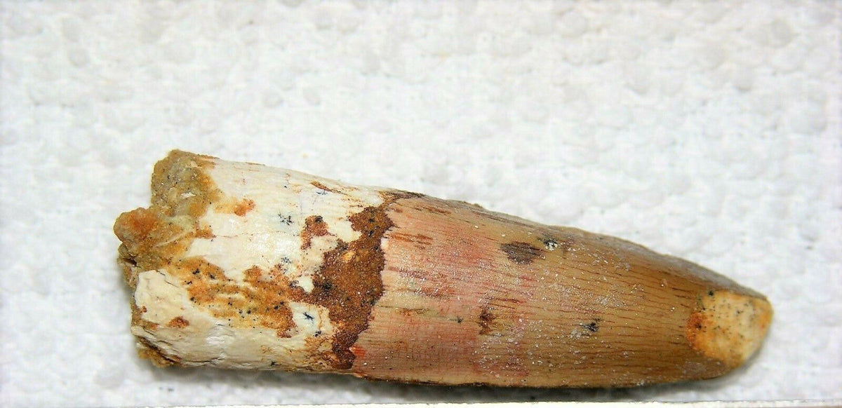 Spinosaurus Tooth 1 1/2 Inches Long Real Dinosaur Fossil