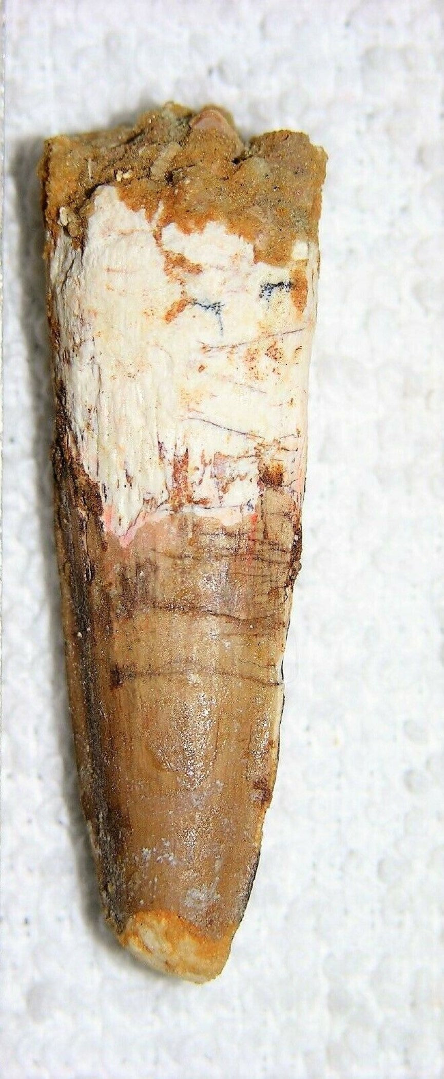 Spinosaurus Tooth 2 Inches Long Real Dinosaur Fossil