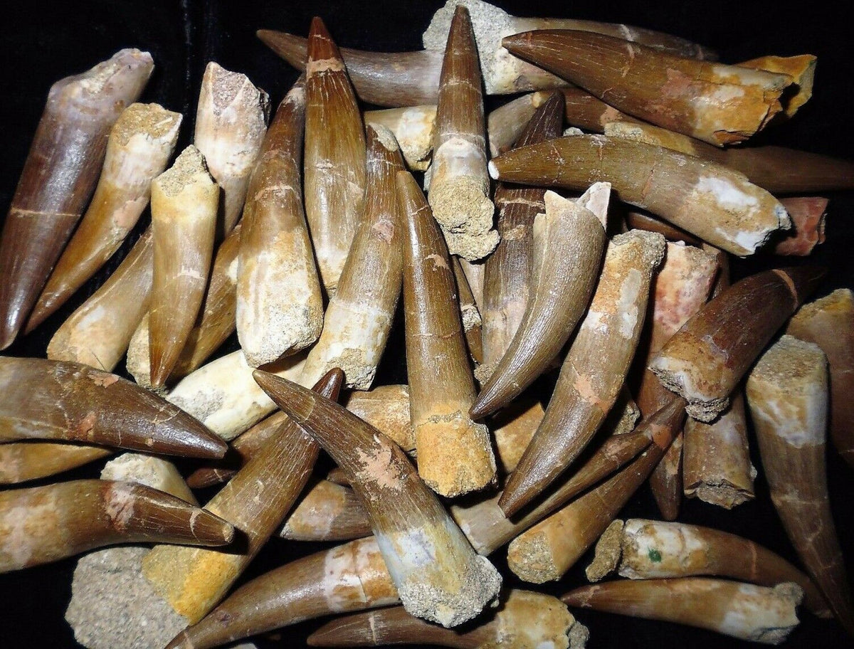 Spinosaurus Tooth 2 Inches Long Real Dinosaur Fossil