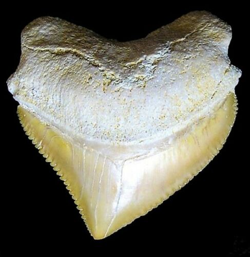 Squalicorax Extinct Shark Tooth Necklace 1 Inch Long Genuine & Unrestored