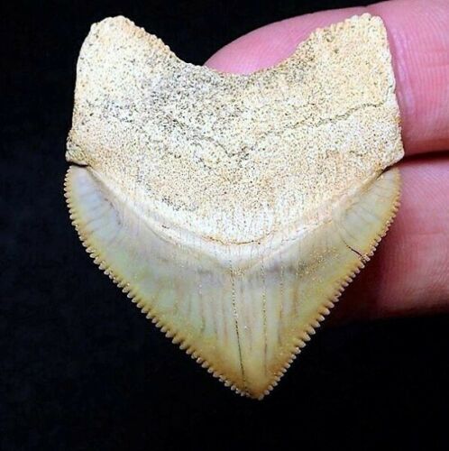 Squalicorax Extinct Shark Tooth Necklace 1 Inch Long Genuine & Unrestored