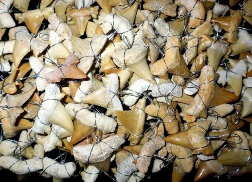 Squalicorax Extinct Shark Tooth Necklace 1 Inch Long Genuine & Unrestored