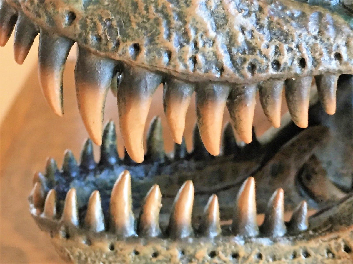 Tyrannosaurus Rex Skull Replica 1/10th Scale Resin Model T-Rex Sculpture