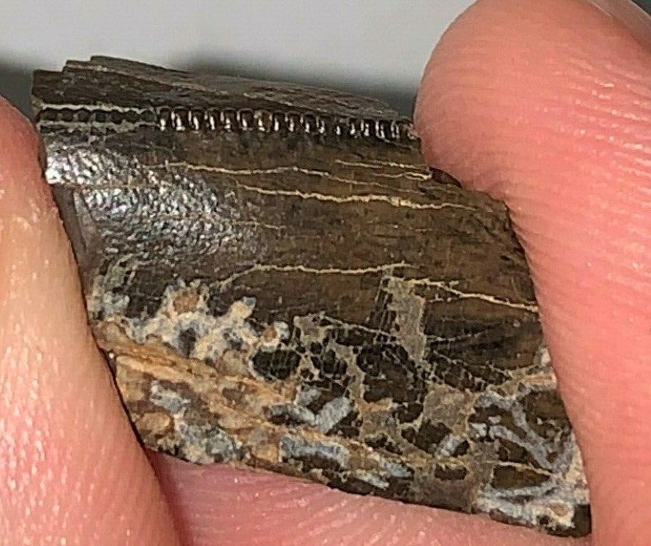 Tyrannosaurus Rex Tooth Hell Creek Fossil T-Rex 1/2 Inch Long Genuine & Unrestored