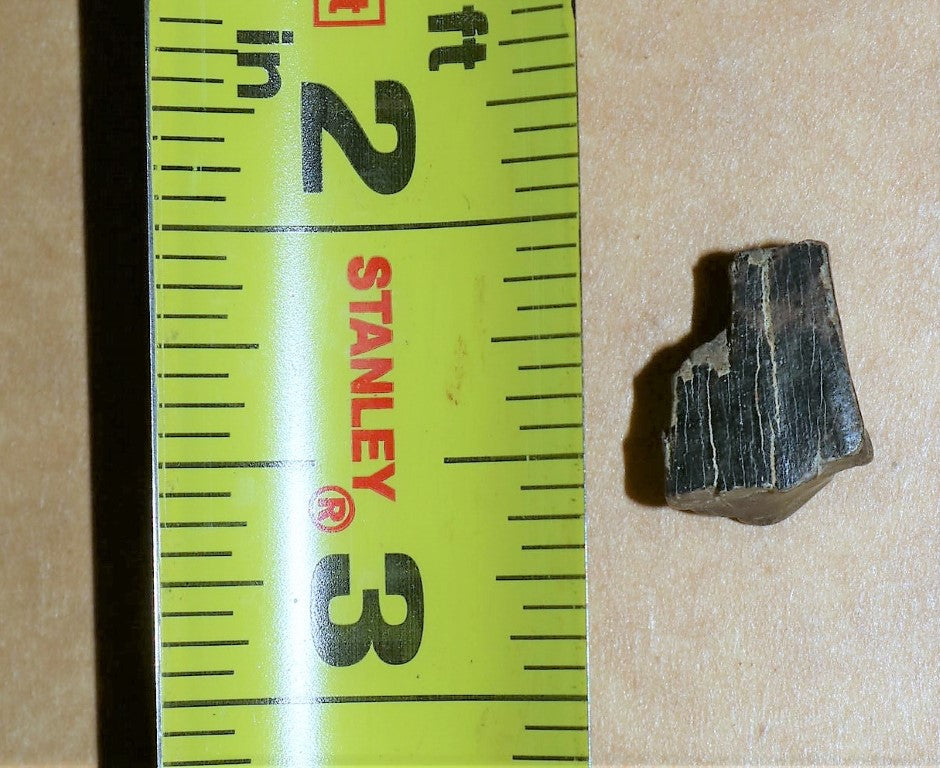 Tyrannosaurus Rex Tooth Hell Creek Fossil T-Rex 1/2 Inch Long Genuine & Unrestored