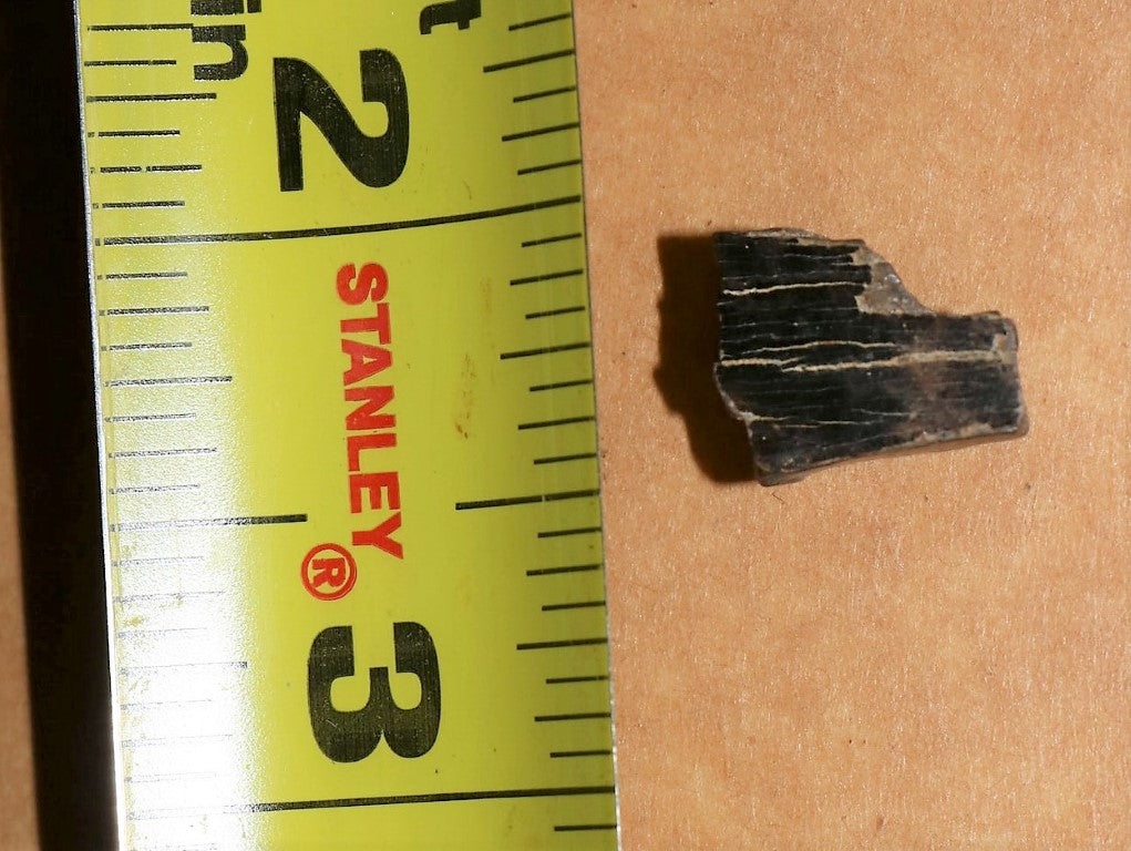 Tyrannosaurus Rex Tooth Hell Creek Fossil T-Rex 1/2 Inch Long Genuine & Unrestored