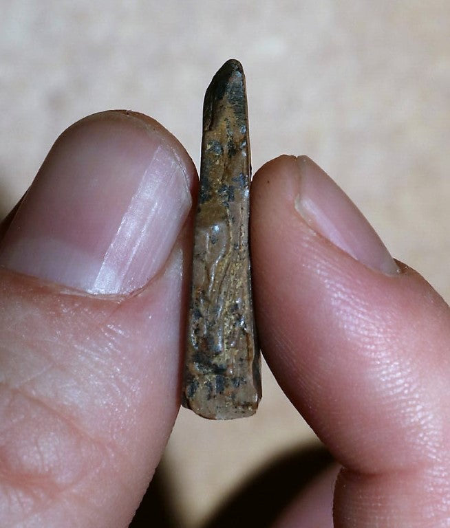 Tyrannosaurus Rex Tooth Hell Creek Fossil T-Rex 1/2 Inch Long Genuine & Unrestored