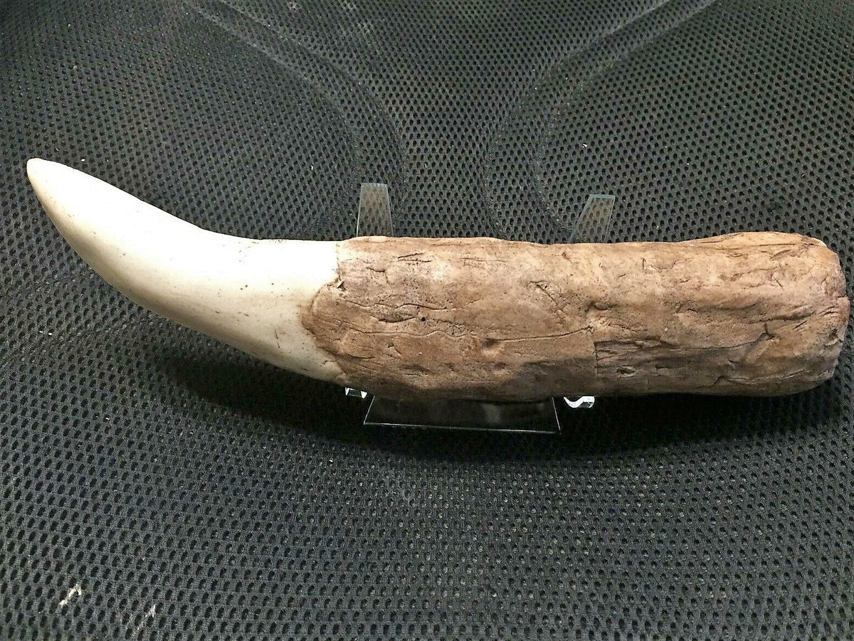 Tyrannosaurus Rex Tooth Replica 12 Inches Long Resin Model T-Rex Sculpture