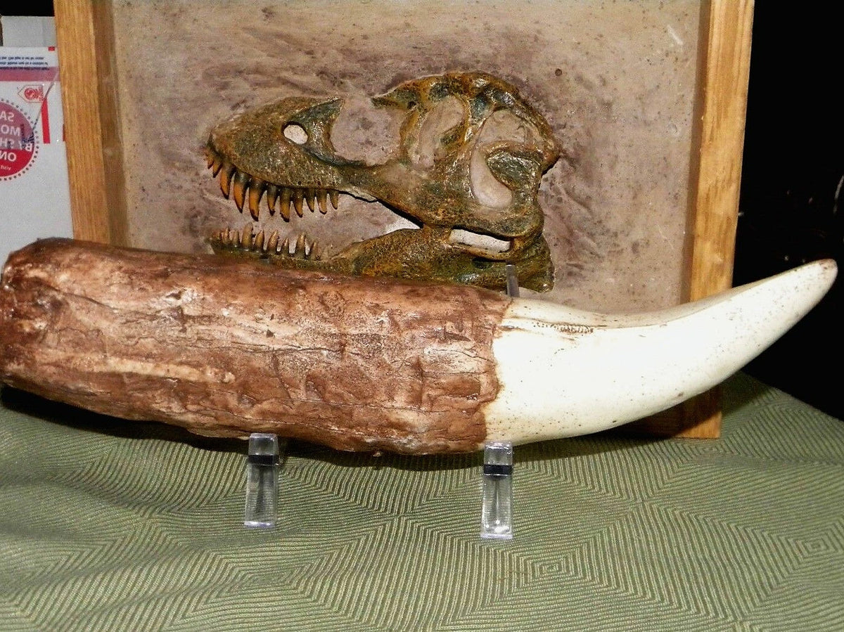 Tyrannosaurus Rex Tooth Replica 12 Inches Long Resin Model T-Rex Sculpture