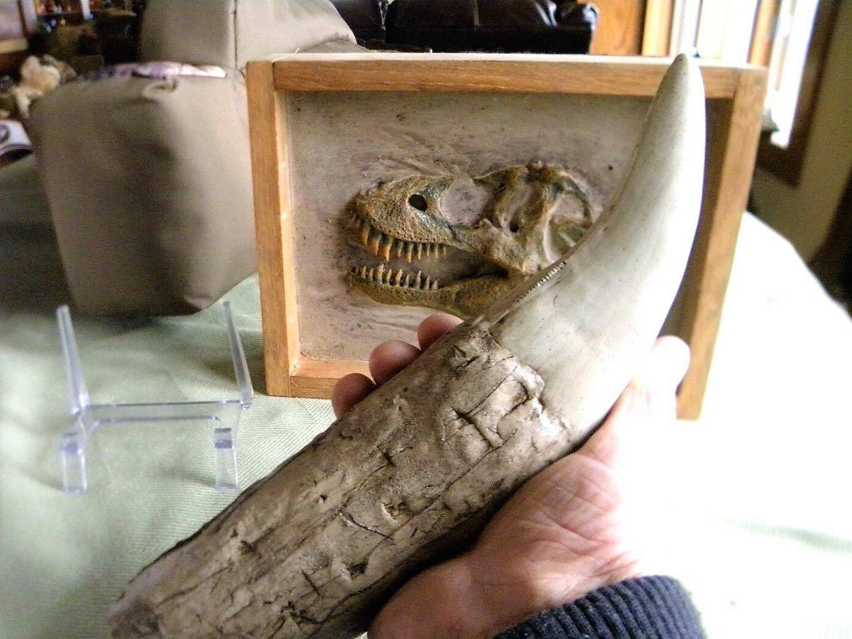 Tyrannosaurus Rex Tooth Replica 12 Inches Long Resin Model T-Rex Sculpture