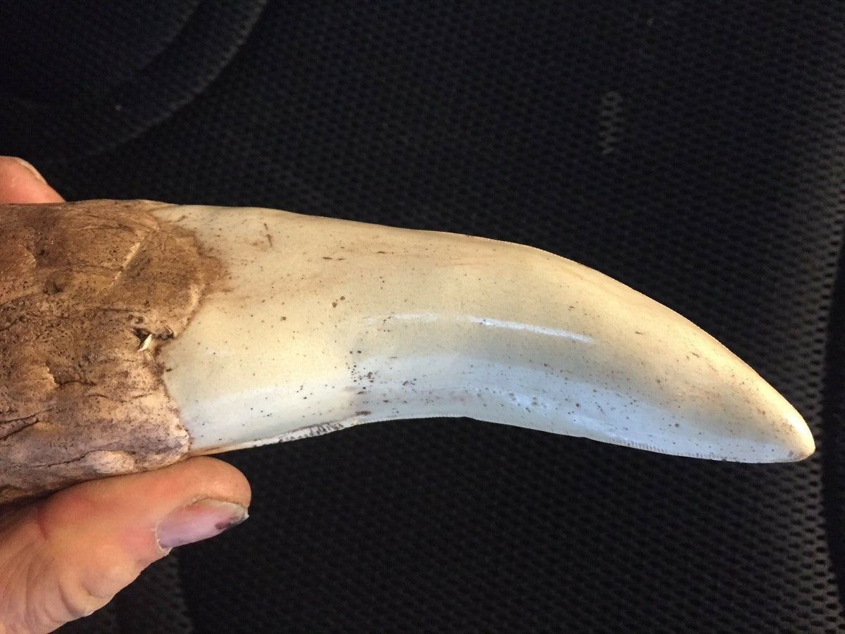 Tyrannosaurus Rex Tooth Replica 12 Inches Long Resin Model T-Rex Sculpture