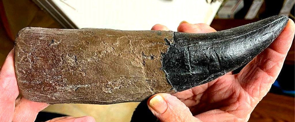 Tyrannosaurus Rex Tooth Model 8 Inches Long Resin Reproduction T-Rex Sculpture