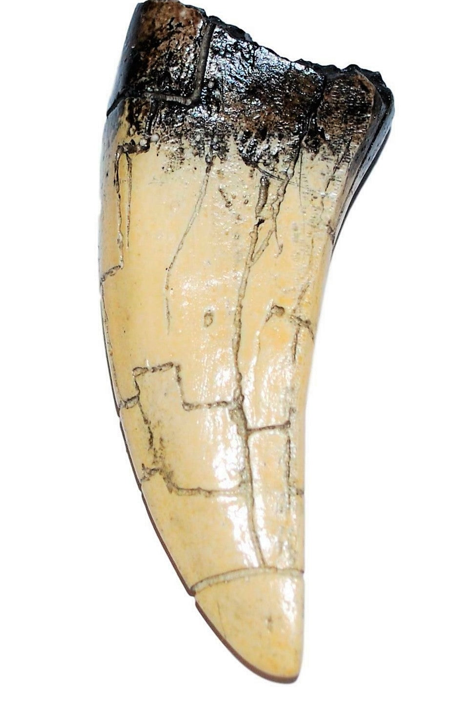 Tyrannosaurus Rex Tooth Replica 4 1/2 Inches Long Resin Model T-Rex Sculpture