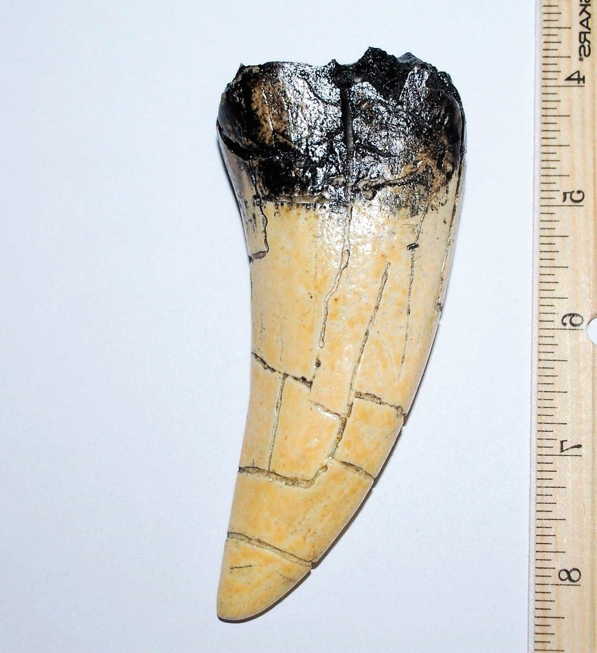 Tyrannosaurus Rex Tooth Replica 4 1/2 Inches Long Resin Model T-Rex Sculpture
