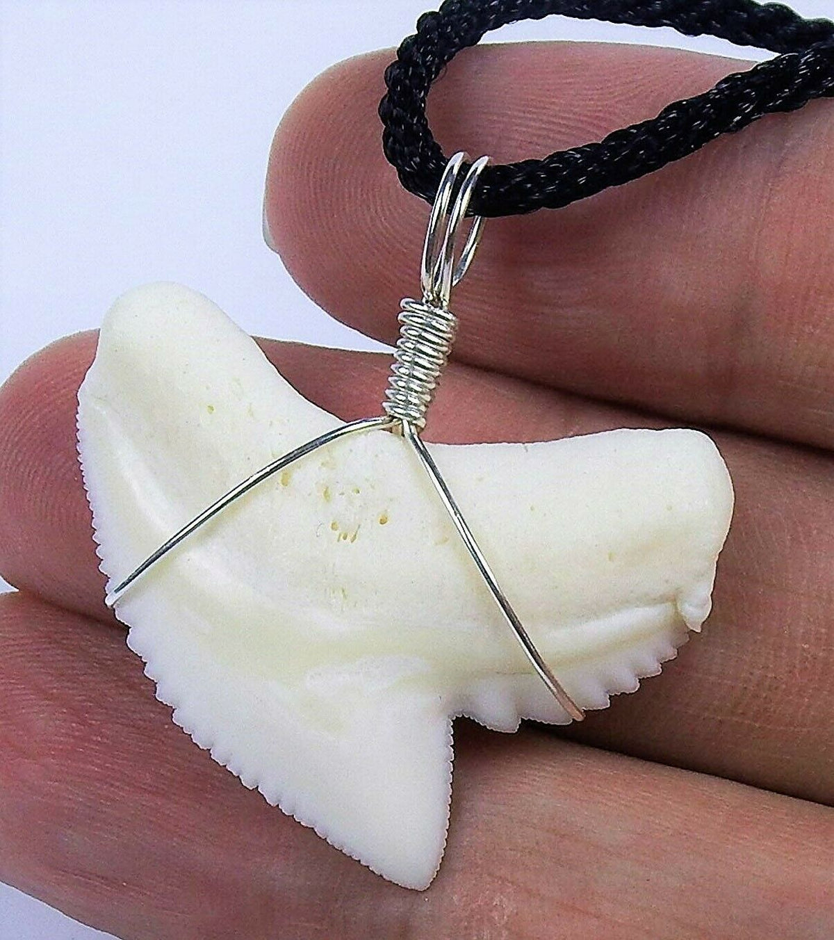 Tiger Shark Tooth Necklace 1 Inch Long Genuine & Unrestored