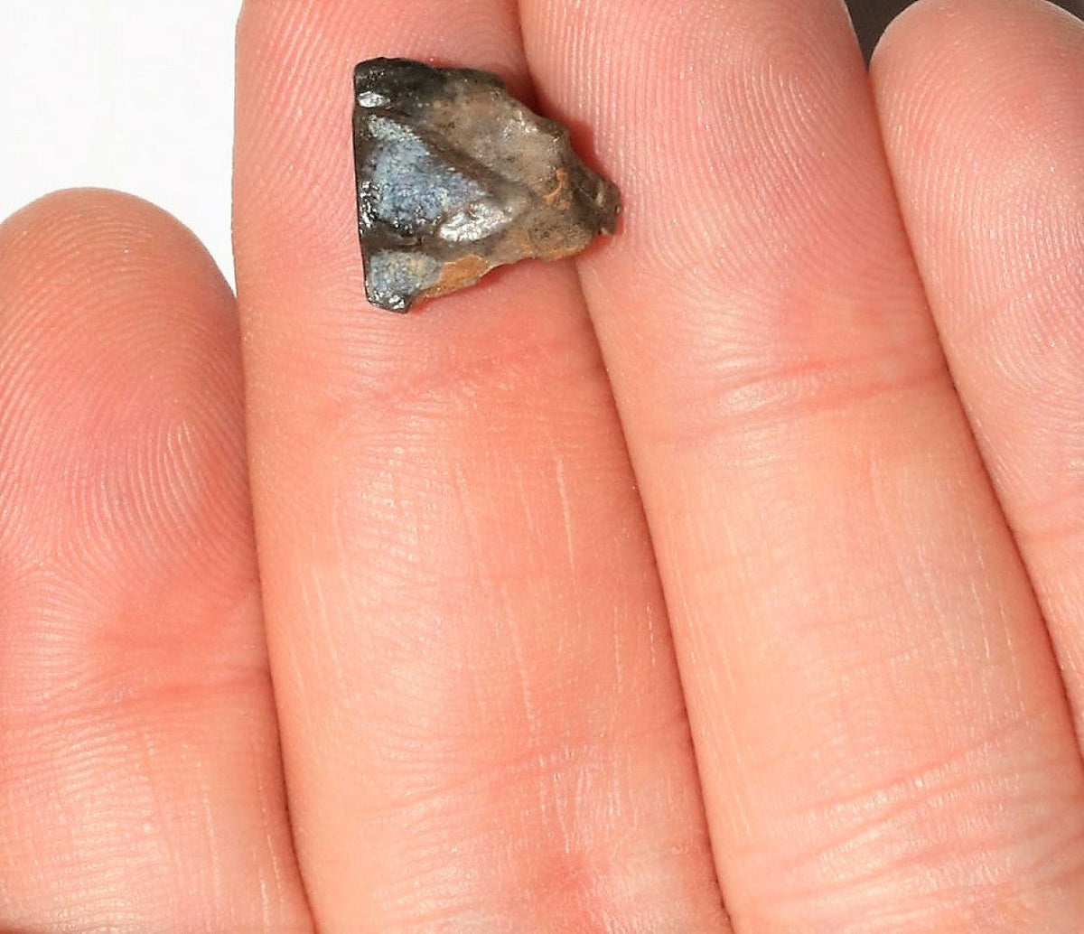 Triceratops Tooth Hell Creek Fossil 1/2 Inch Long Genuine & Unrestored