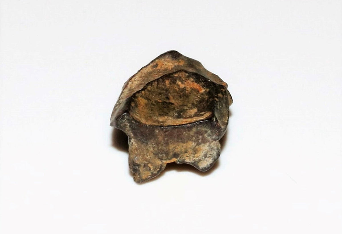 Triceratops Tooth Hell Creek Fossil 1/2 Inch Long Genuine & Unrestored