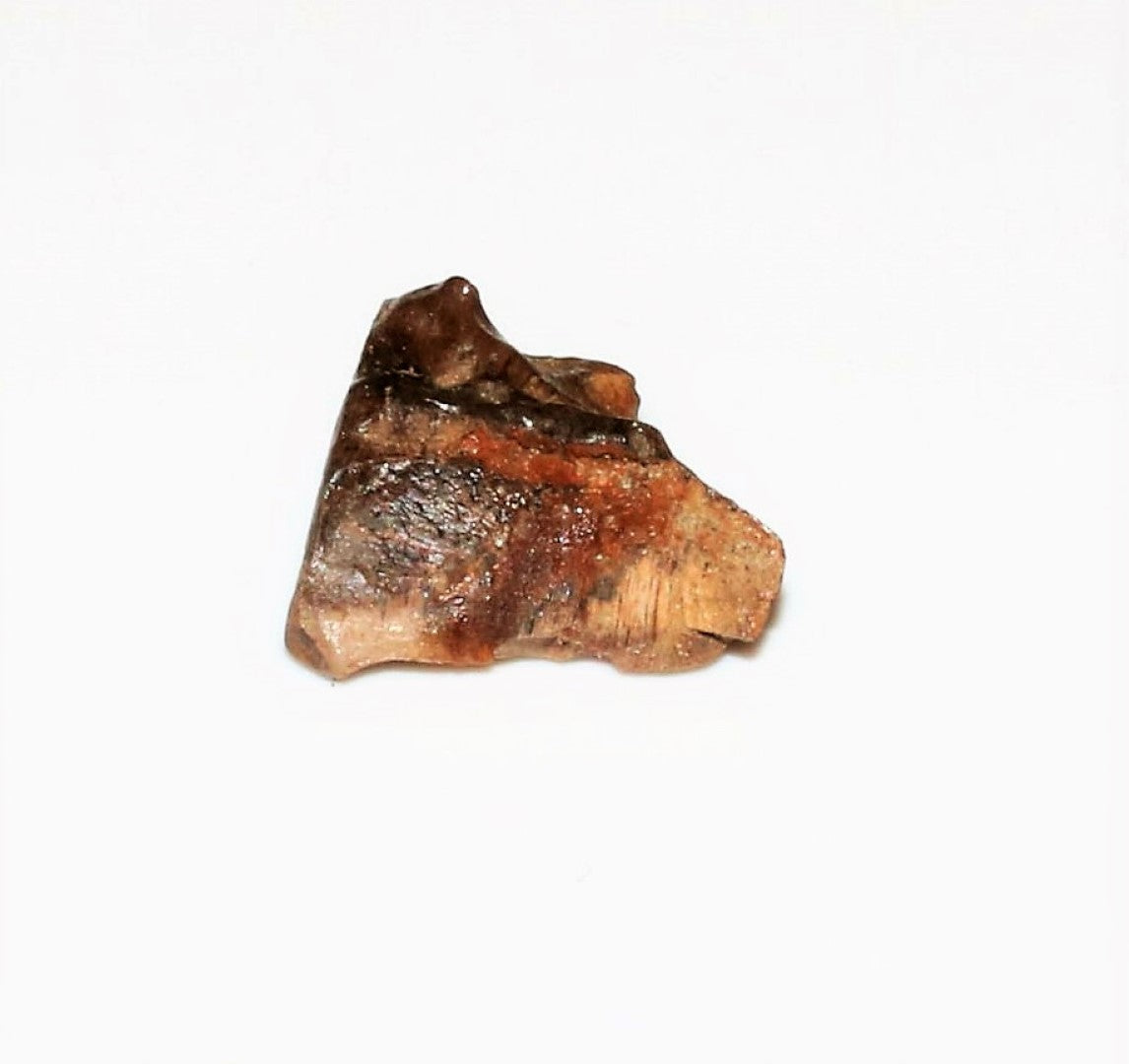 Triceratops Tooth Hell Creek Fossil 1/2 Inch Long Genuine & Unrestored