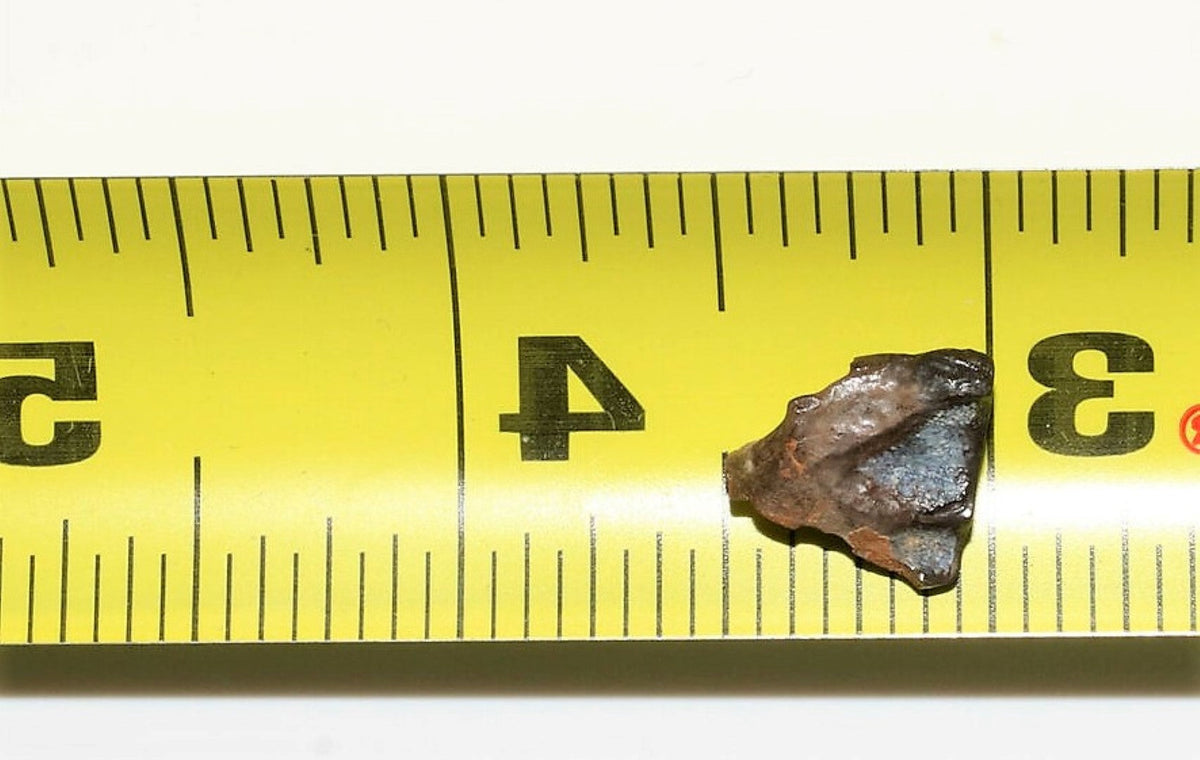 Triceratops Tooth Hell Creek Fossil 1/2 Inch Long Genuine & Unrestored