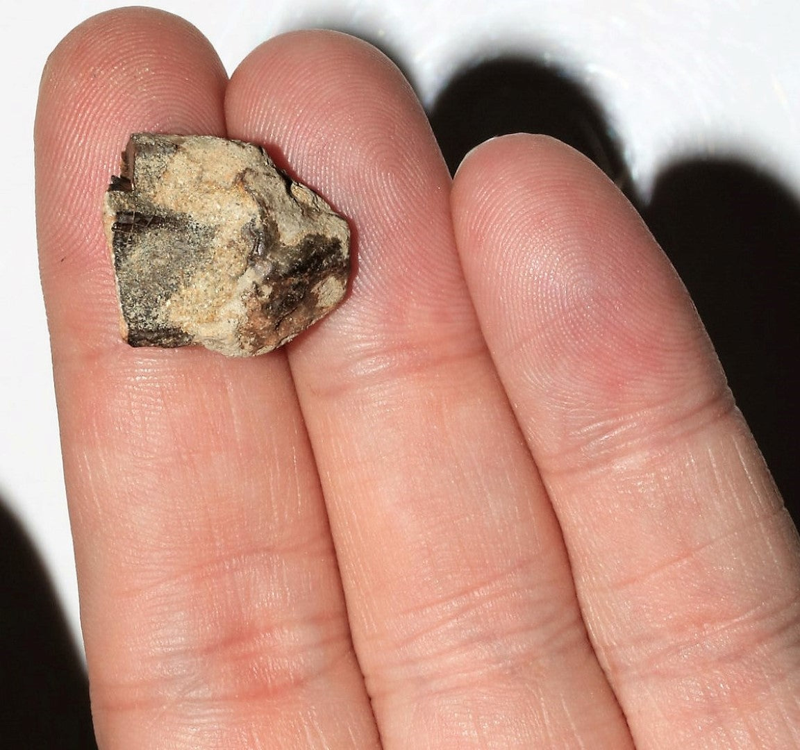 Triceratops Tooth Hell Creek Fossil 1/2 Inch Long Genuine & Unrestored