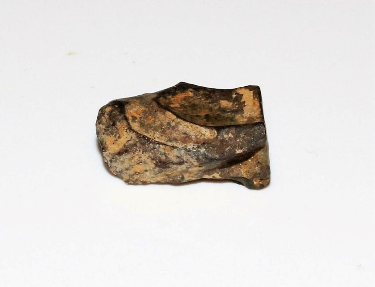 Triceratops Tooth Hell Creek Fossil 1/2 Inch Long Genuine & Unrestored