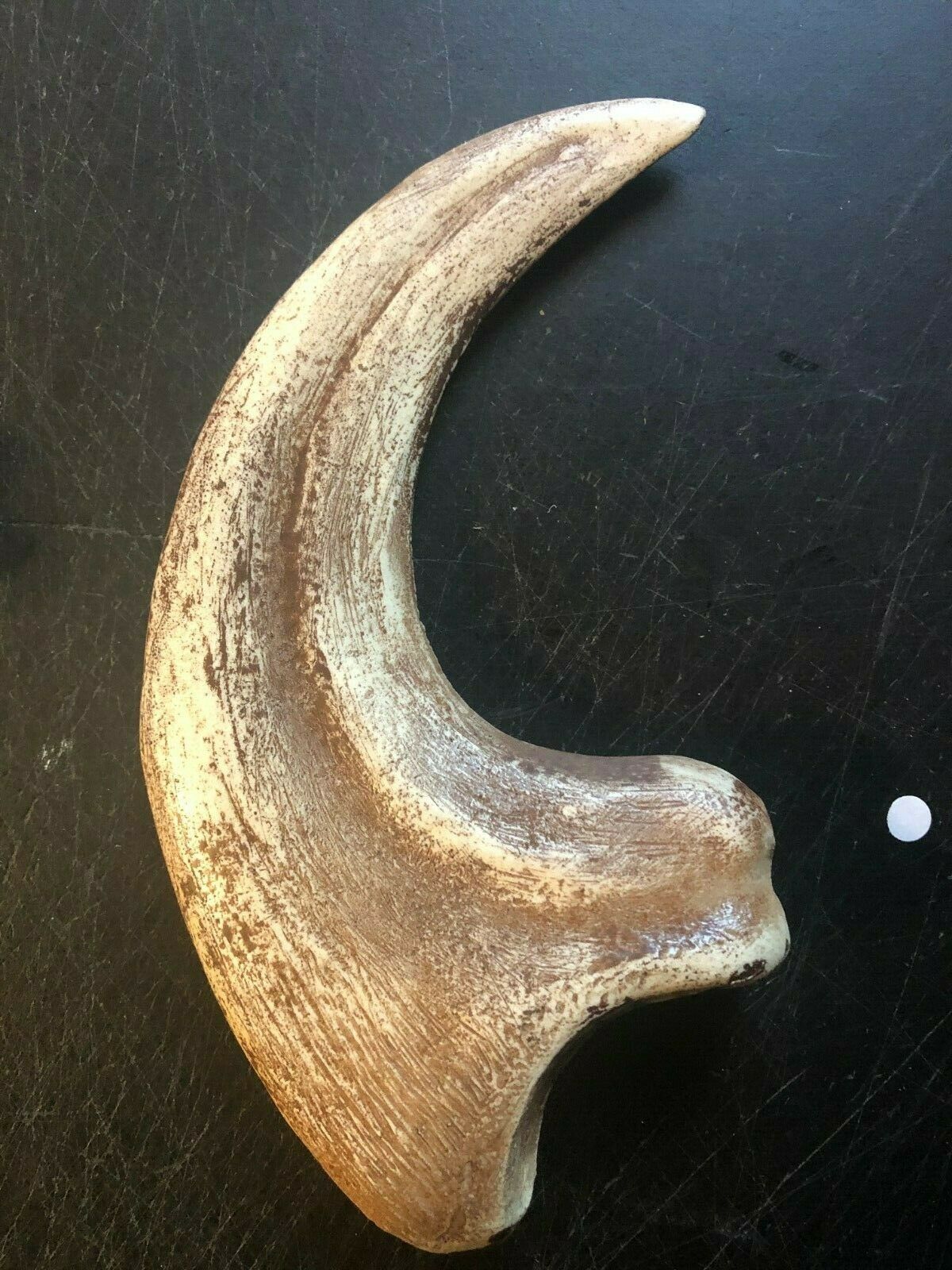 Utahraptor Claw Replica 9 Inches Long Beige Resin Model