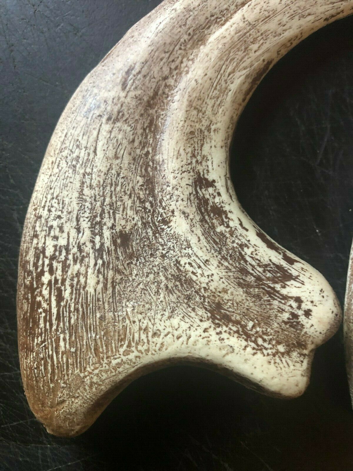 Utahraptor Claw Replica 9 Inches Long Beige Resin Model