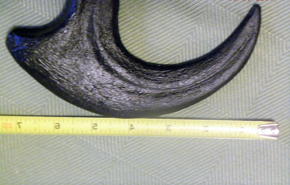 Utahraptor Claw Replica 9 Inches Long Black Resin Model
