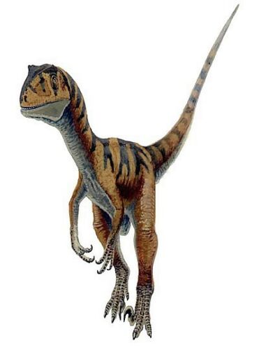 Raptor (Velociraptor) Skull Model Resin Model Small Size