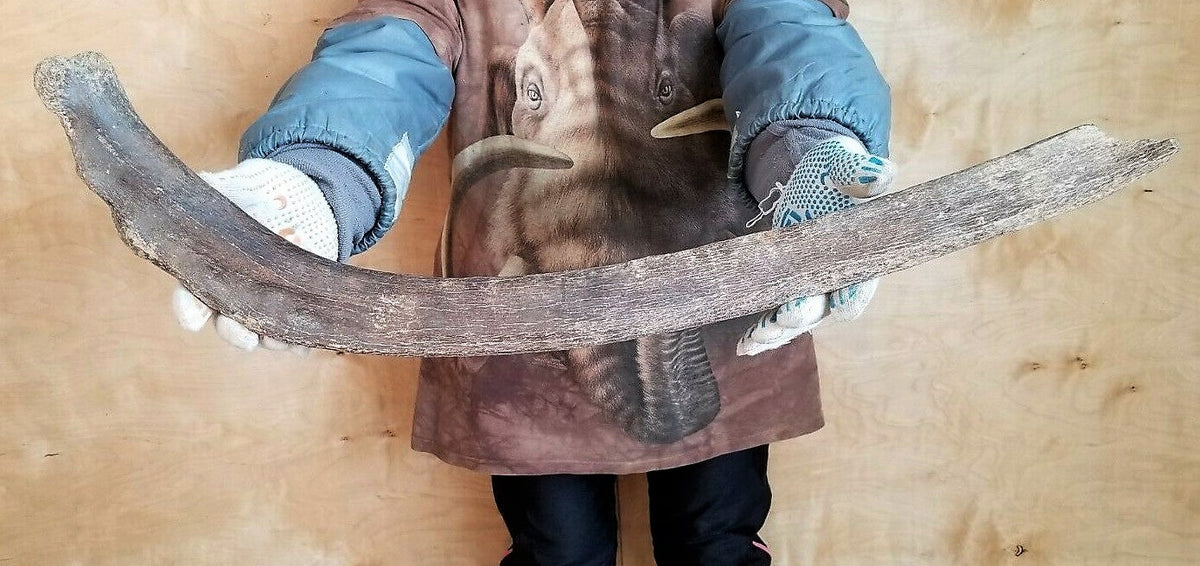 Woolly Mammoth Rib Bone Genuine Fossil Siberia