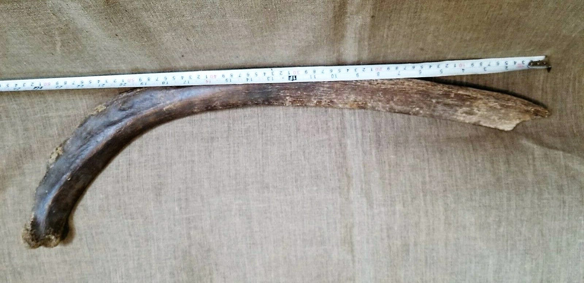 Woolly Mammoth Rib Bone Genuine Fossil Siberia