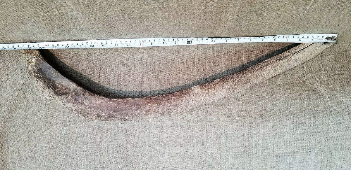 Woolly Mammoth Rib Bone Genuine Fossil Siberia