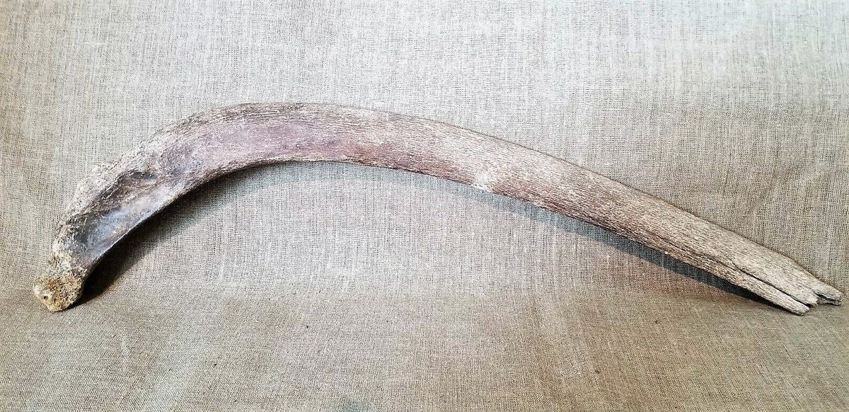 Woolly Mammoth Rib Bone Genuine Fossil Siberia