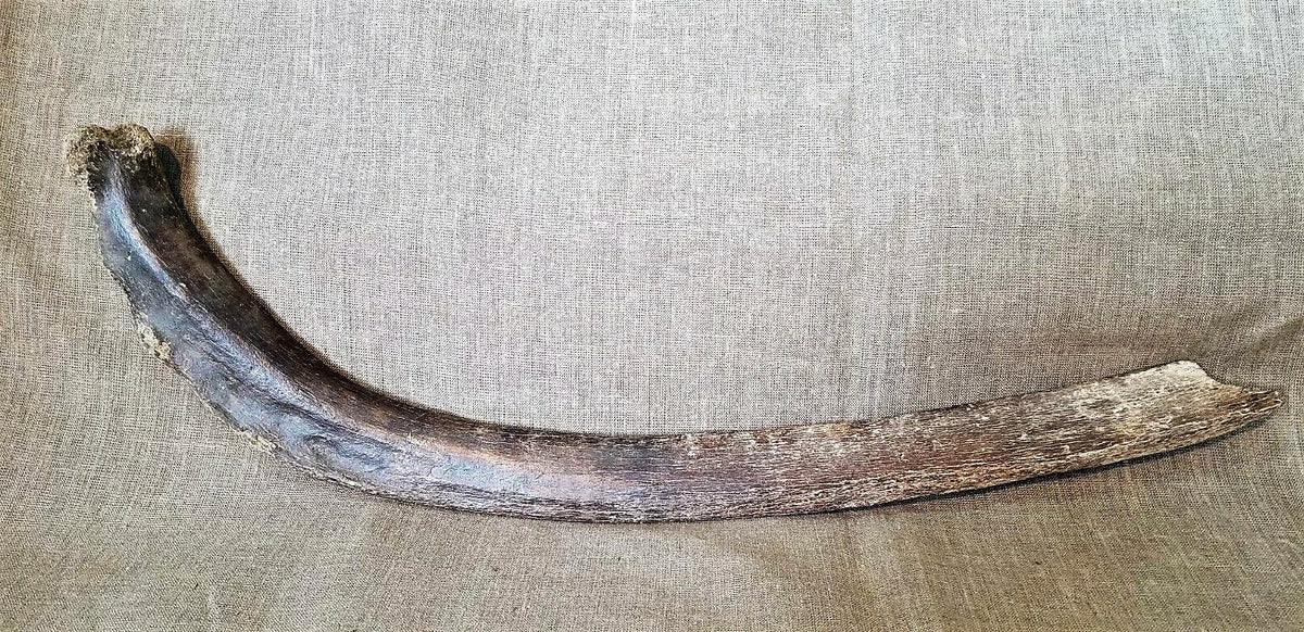 Woolly Mammoth Rib Bone Genuine Fossil Siberia
