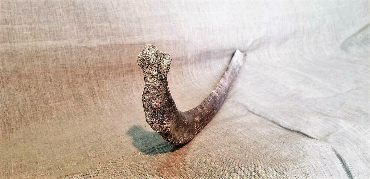 Woolly Mammoth Rib Bone Genuine Fossil Siberia