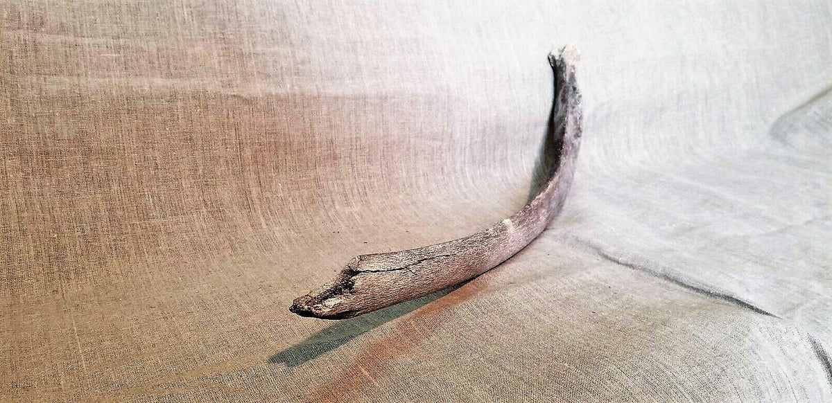 Woolly Mammoth Rib Bone Genuine Fossil Siberia
