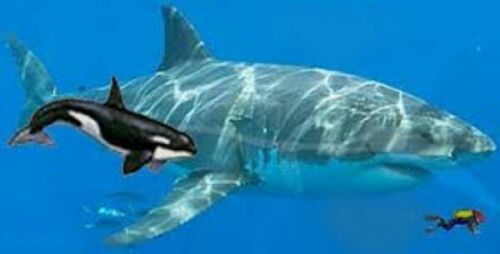 Megalodon Baby Shark Tooth Extinct Real Small 1" Long