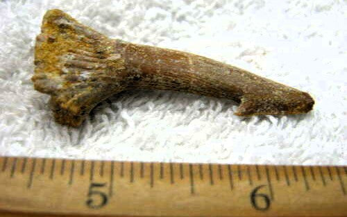 Onchopristis Extinct Sawfish Tooth Cretaceous Dinosaur Fossil