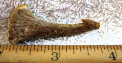 Onchopristis Extinct Sawfish Tooth Cretaceous Dinosaur Fossil